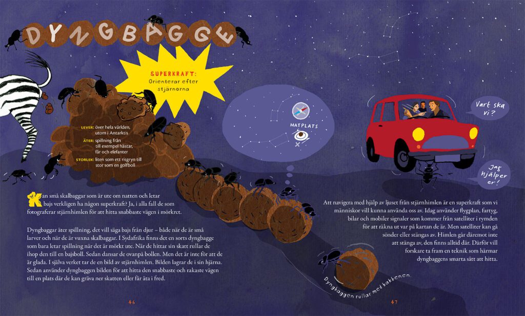 Illustrerat uppslag i mörker med stjärnhimmel. Dyngbaggar rullar bollar av spillning, bland annat från en zebra. En bagge står på sin boll och orienterar sig med hjälp av stjärnorna, med en tankebubbla som visar riktning mot en plats där bollen ska grävas ner. En annan bagge rullar sin boll bakåt med bakbenen. I bilden syns även människor i en bil som inte hittar, medan en dyngbagge kan visa vägen.