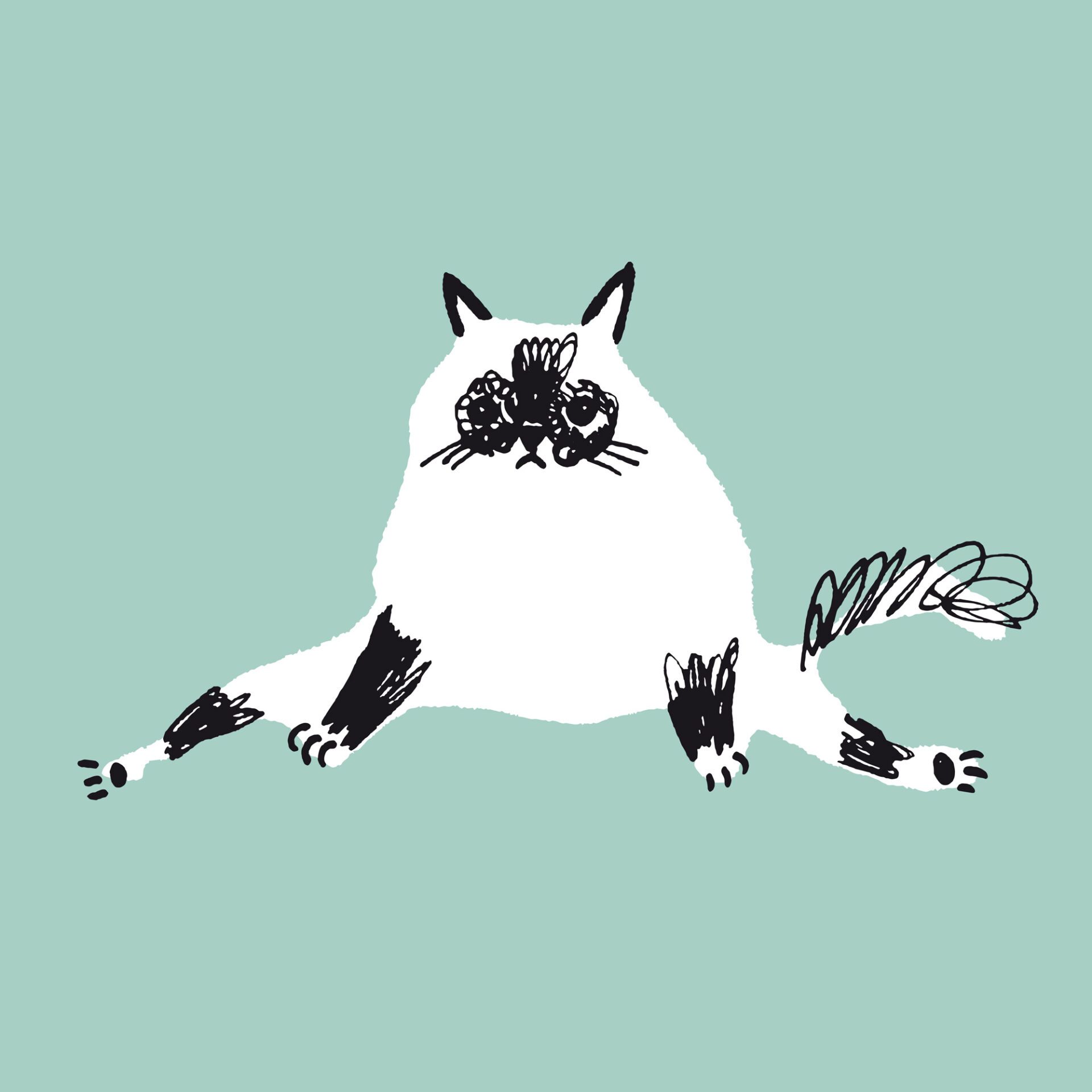 Grumpy Persian cat sitting and staring straight ahead against a mint green background